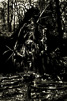 Ashdown Forest