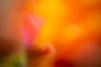 Flower Paintings