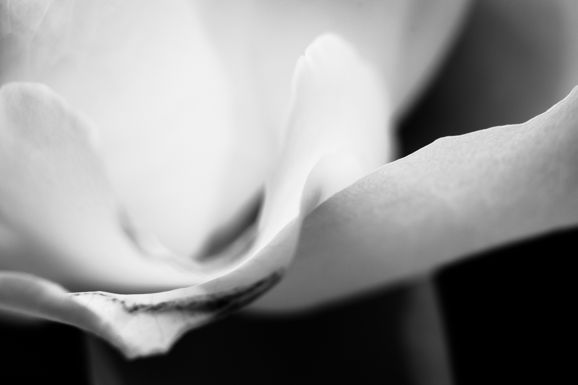 Rose — white petals opening against black, from the Flowers series