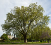 Paris Trees - Spring