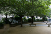 Paris Trees - Spring