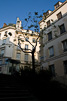 Paris Trees - Spring