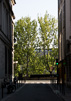Paris Trees - Spring